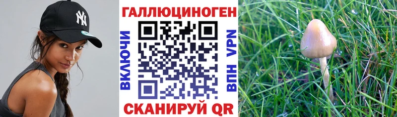 Купить  Константиновск  Галлюциногенные грибы мухоморы 